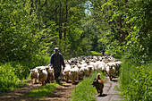 Shepherd with sheep, Hiddensee, Baltic Sea, Mecklenburg-Western Pomerania, Germany