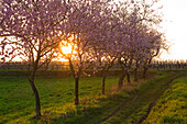 Almond blossom in the Palatinate, spring in Rhineland-Palatinate, Germany