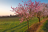 Mandelblüte in der Pfalz, Frühling in Rheinland-Pfalz, Deutschland