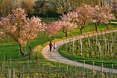 Almond blossom in the Palatinate, spring in Rhineland-Palatinate, Germany