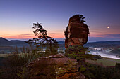 Pine trees on the sandstone cliffs, Dahner Felsenland, Palatinate Forest, Rhineland-Palatinate, Germany