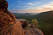 Pine on the sandstone cliffs, Dahner Felsenland, Palatinate Forest, Rhineland-Palatinate, Germany