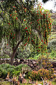 Jardin Canario Viera y Clavijo, Botanical Garden, Tafira, Las Palmas, Gran Canaria, Canary Islands, Spain