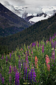 Lupine wildflowers in front of snow-covered mountain peaks of the Morteratsch Glacier in the Engadine in the Swiss Alps