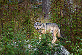 Wolf, Tiere im Wildlife Park Ranua, Lappland, Finnland