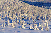 Blick vom Kukastunturi, Landschaft bei Äkäslompolo, Langläufer, Äkäslompolo, Finnland