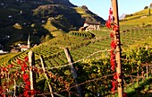 View from the Oswaldpromenade on vineyards, Bolzano, South Tyrol, Italy