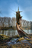 Bizarre tree trunk on the banks of the Rhine, Bad Honnef, NRW, Germany