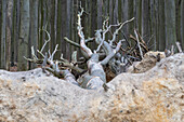 Ghost forest on the German Baltic Sea coast, fallen beech, Nienhagen, Mecklenburg-West Pomerania, Germany