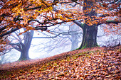 Foggy autumn mood in the Hutewald near Kaltenwestheim, Kaltennordheim, Schmalkalden-Meinigen, Thuringia, Germany, Europe