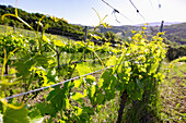 Vineyard and hilly landscape near Castel Rigone on Lake Trasimeno