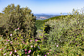Hügellandschaft bei Castel Rigone mit Blick auf Magione, Umbrien, Italien