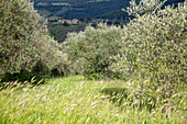 Olivenbäume in der Valle Umbria, Umbrien, Italien