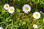 Daisies, Bellis perennis