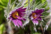 Pasqueflower with raindrops