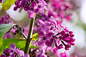 Common lilac, Syringa vulgaris, flowers