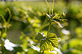 Edle Weinrebe, Vitis vinifera subsp. vinifera, Sprossranke mkit Weinblättern