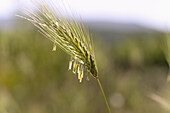 Rye, Secale cereale, inflorescence, rye pollen