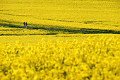 Two lonely pedestrians in a sea of rape at Eisenbach Castle, Vogelsberg, Hesse, Germany.