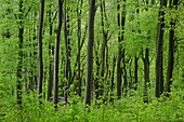 Frisches Grün im Buchenwald beim Felsenmeer im Lautertal, Odenwald, Hessen.
