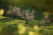 Blühende Obstbäume auf dem Otzberg, Odenwald, Hessen, Deutschland.