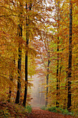 Beech forests in the Hochspessart, Rohrberg nature reserve, Bavaria, Germany.
