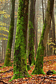Buchenwälder im Hochspessart, Naturschutzgebiet Rohrberg, Bayern, Deutschland.