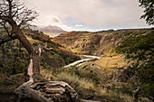 Knorriger Baum bei El Chalten, Fitz Roy Massiv, Provinz Santa Cruz, Patagonien, Argentinien, Südamerika