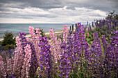 Bunte Blumen (Lupinen) an Straße nahe Puntas Arenas, Patagonien, Provinz Magallanes, Chile, Südamerika