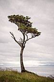 Single tree at San Isidro Lighthouse, Fin de Camino (last stretch of road from the mainland), south of Punta Arenas, Patagonia, Chile, South America
