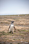 Magellanic Penguin, Isla Magdalena National Park, Punta Arenas, Patagonia, Chile, South America