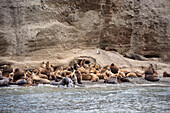 Seelöwen bei vorgelagerter Insel vom Nationalpark Isla Magdalena, Punta Arenas, Patagonien, Chile, Südamerika
