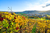 View from the Ayler Kupp vineyard on Ayl, Saar Valley, Rhineland-Palatinate, Germany