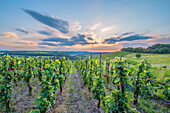 Vineyards near Obermennig in the Konzer Tälchen, Saar Valley, Rhineland-Palatinate, Germany
