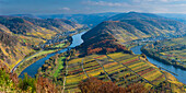 Moselle loop near Bremm in autumn, Rhineland-Palatinate, Germany, Europe