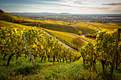 Perfekte Herbststimmung in der Weinlage Julius-Echter-Berg, Iphofen, Kitzingen, Unterfranken, Franken, Bayern, Deutschland, Europa