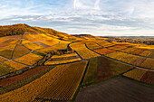 Colorful vineyards at Schwanberg, Rödelsee, Iphofen, Kitzingen, Lower Franconia, Franconia, Bavaria, Germany, Europe