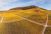 Herbst in den Weinbergen am Schwanberg, Rödelsee, Kitzingen, Unterfranken, Franken, Bayern, Deutschland
