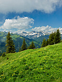 Allgäuer Alpen vom Füssener Jöchl, Tannheimer Tal, Tirol, Österreich