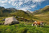 Cow, Silvretta Group, Großvermunt, Bielerhöhe, Vorarlberg, Austria