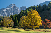 Sycamore trees on the Hofalm, Salzburg, Filzmoos, Austria