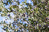 schwarze Oliven, Olivenbaum, griechische Insel, Kreta, Griechenland