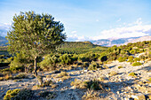 Messara plain; Olive trees, Ida Mountains