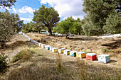 zaros; Bee boxes, hike to Rouvas Gorge