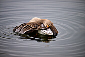 A duck bathes in the lake, Bonn, North Rhine-Westphalia, Germany