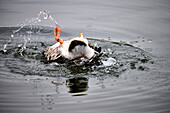 Eine Ente badet sich im See, Bonn, Nordrhein-Westfalen, Deutschland