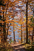 Autumn mountain forest near Wallgau, Bavaria, Germany, Europe
