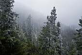 Wintry mountain forest on the way to Herzogstand, Bavarian Alps, Bavaria, Germany