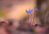 Small hepaticas stretch towards the warm spring sun, Bavaria, Germany, Europe