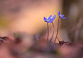 Kleine Leberblümchen recken sich der warmen Frühlingssonne entgegen, Bayern, Deutschland, Europa